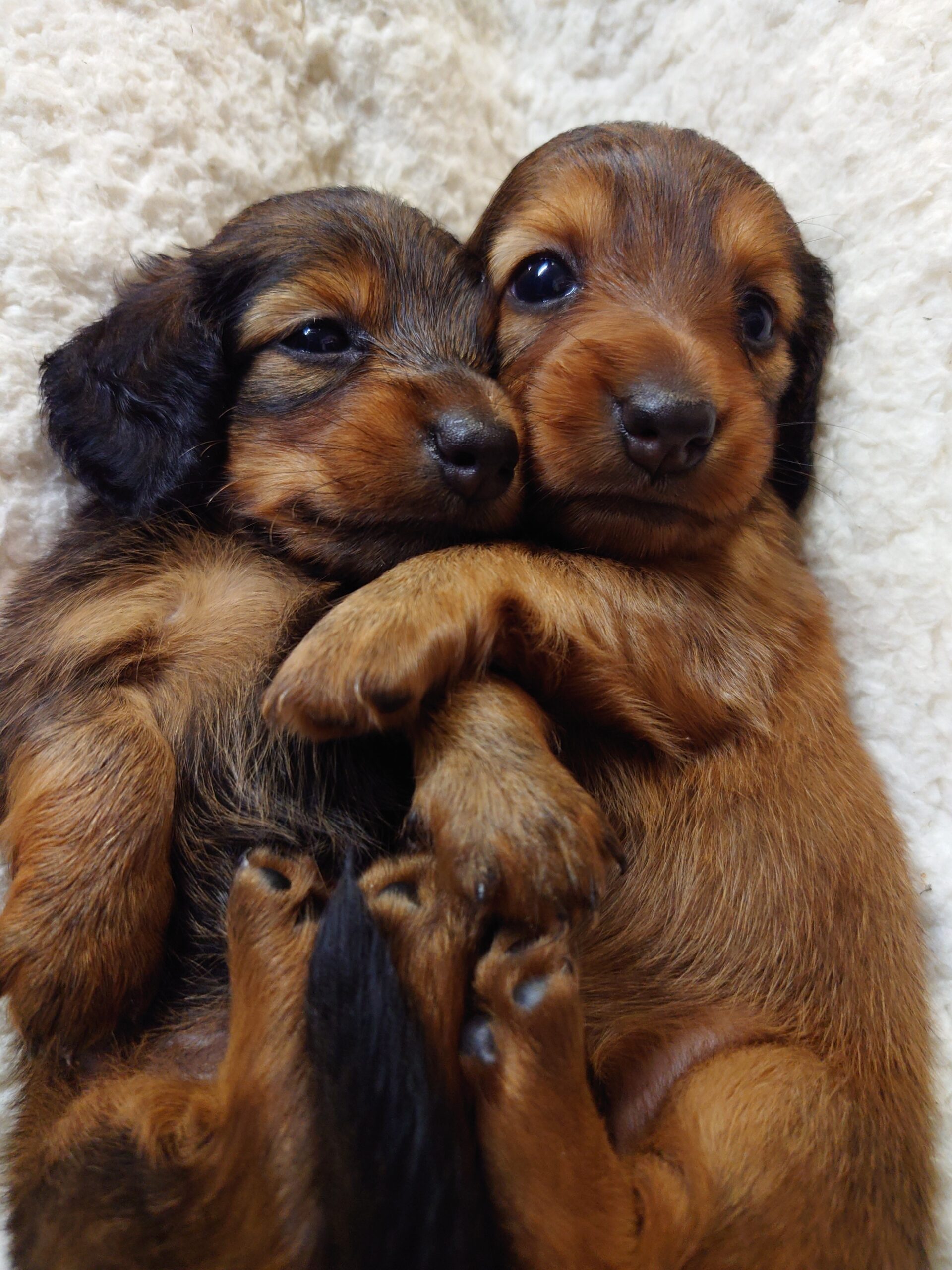 ヴィンテージ ペキニーズ犬 希少/ カスターニャ イタリア製 1988 年代 オンライン ショップホビー・楽器・アート - ヴィンテージ ペキニーズ