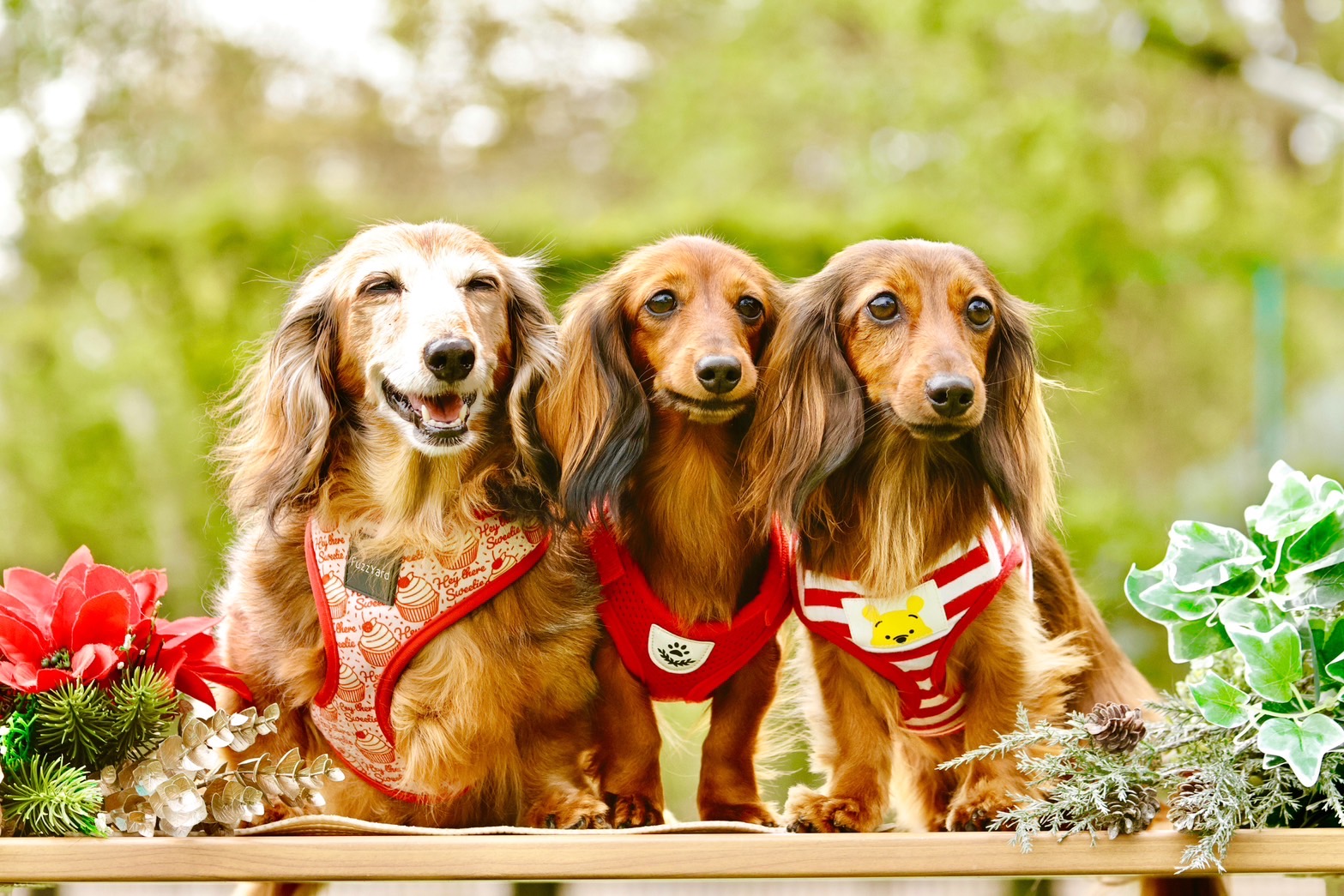当犬舎出身犬】💕2024年杉並区I様宅のご愛犬達💕 - Windyvale